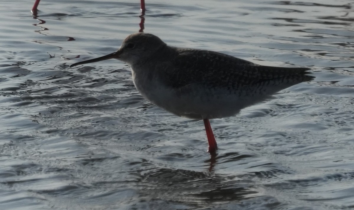 Spotted Redshank - ML645658465