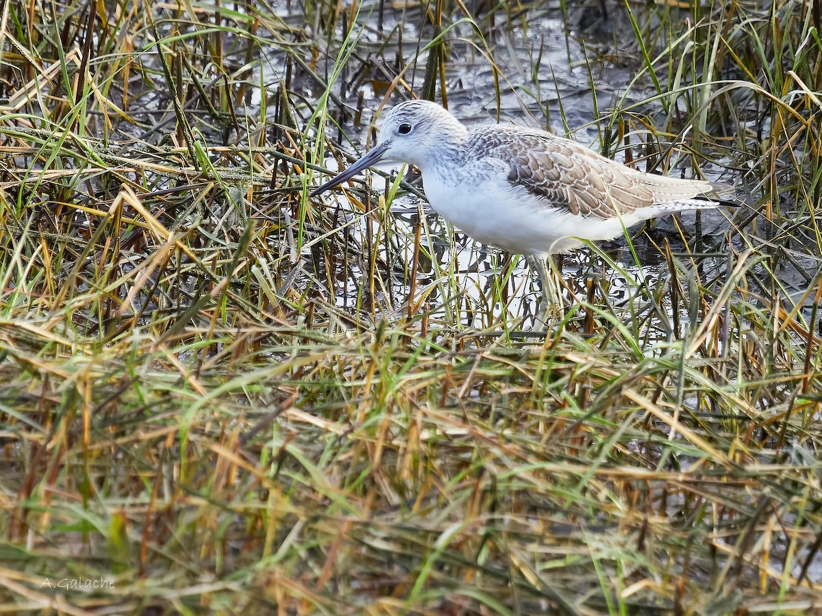 Pantana - ML645658467