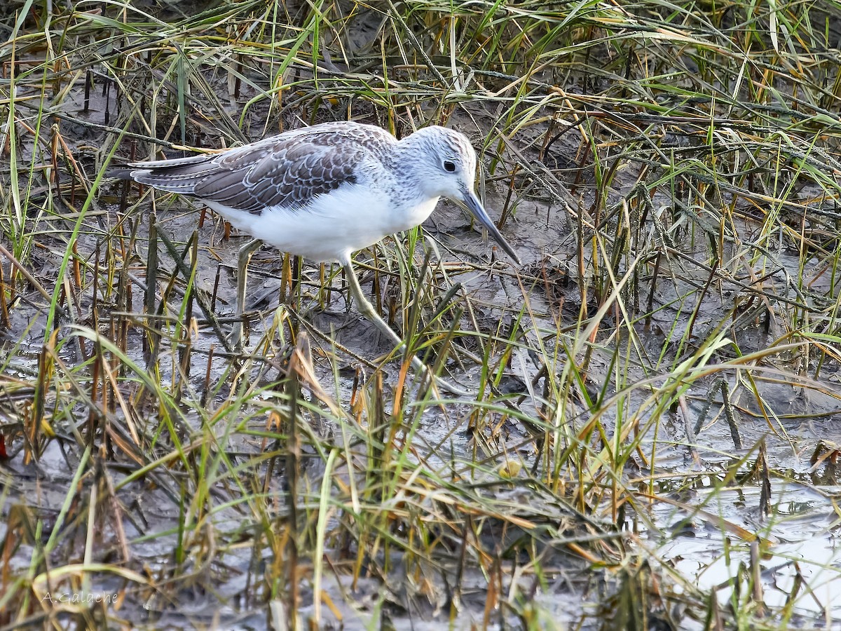 Pantana - ML645658469