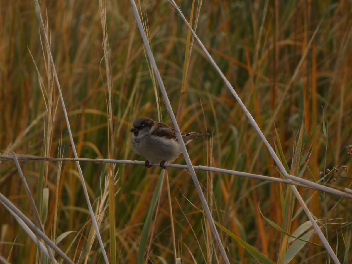 House Sparrow - ML645658470