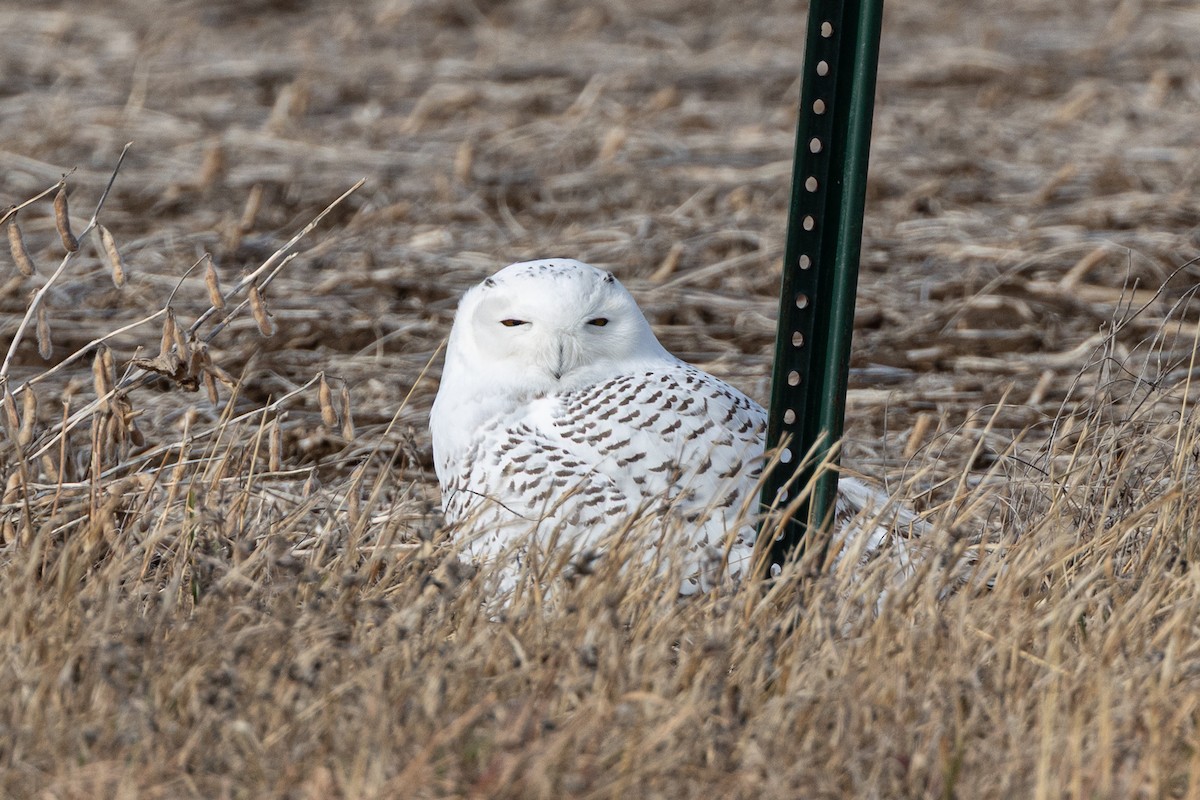 Harfang des neiges - ML645658471