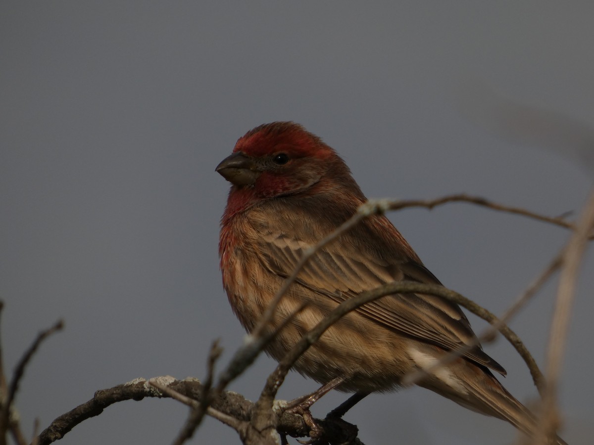 House Finch - ML645658472
