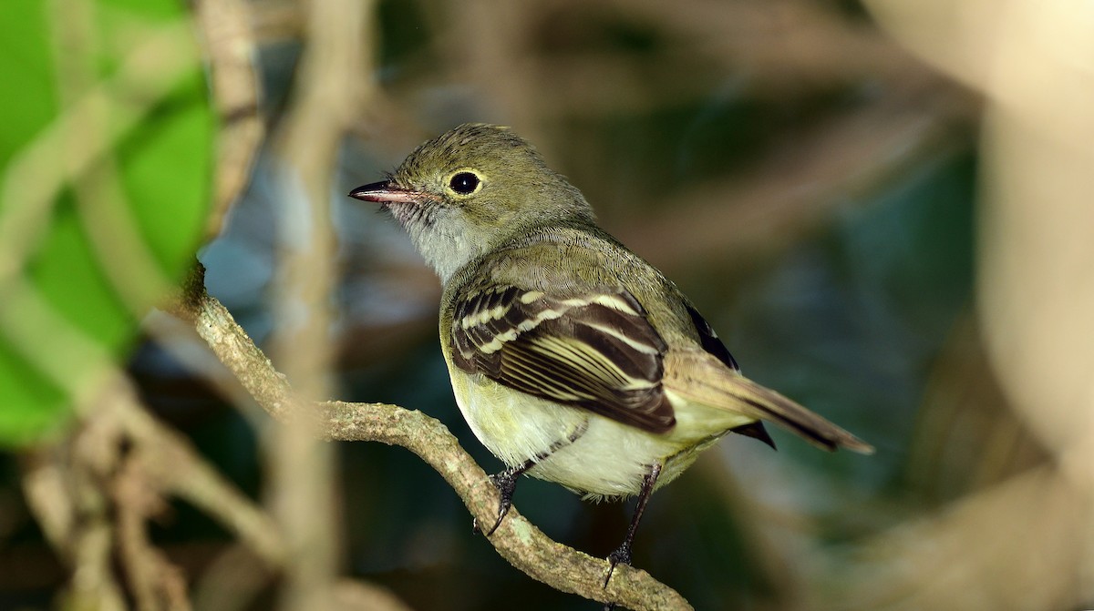Small-billed Elaenia - ML645658480