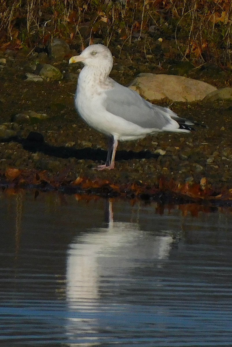 American Herring Gull - ML645658481