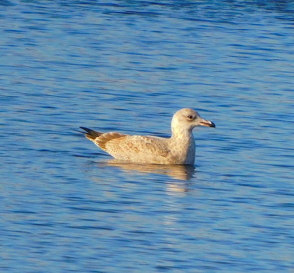 American Herring Gull - ML645658488