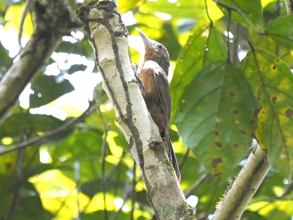 Trepatroncos Gorjicanelo - ML645658494