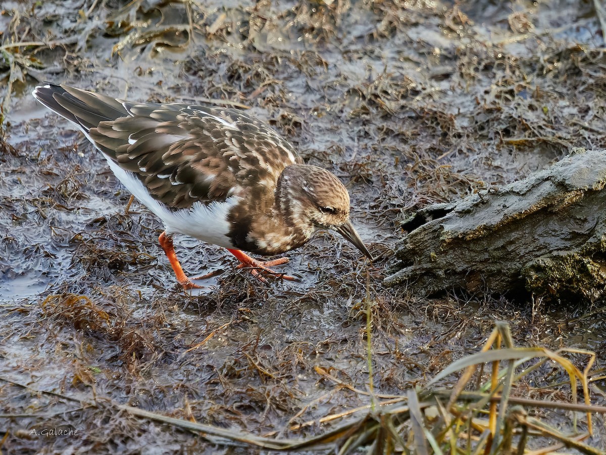 Voltapietre - ML645658496