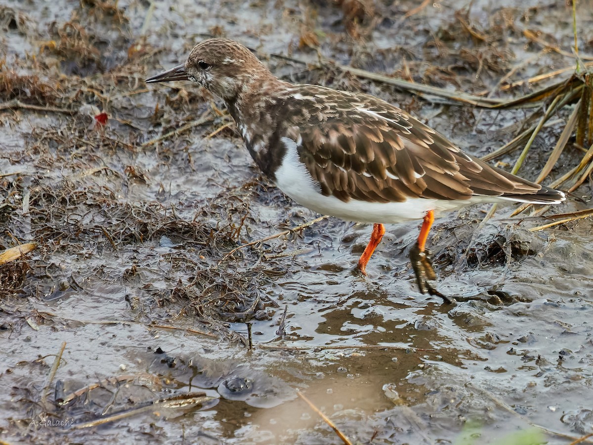 Tournepierre à collier - ML645658497