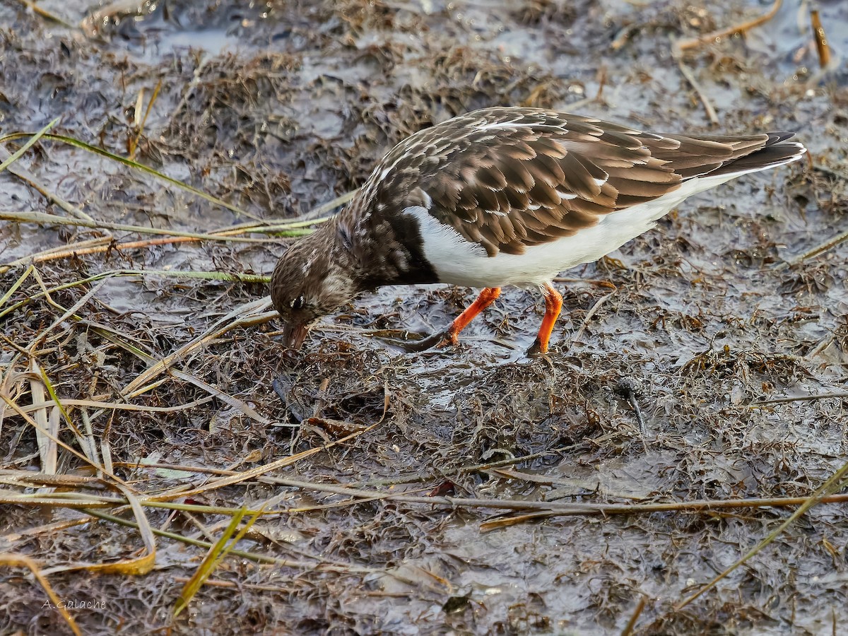 Voltapietre - ML645658498