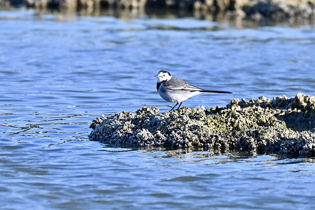 Bergeronnette grise - ML645658500