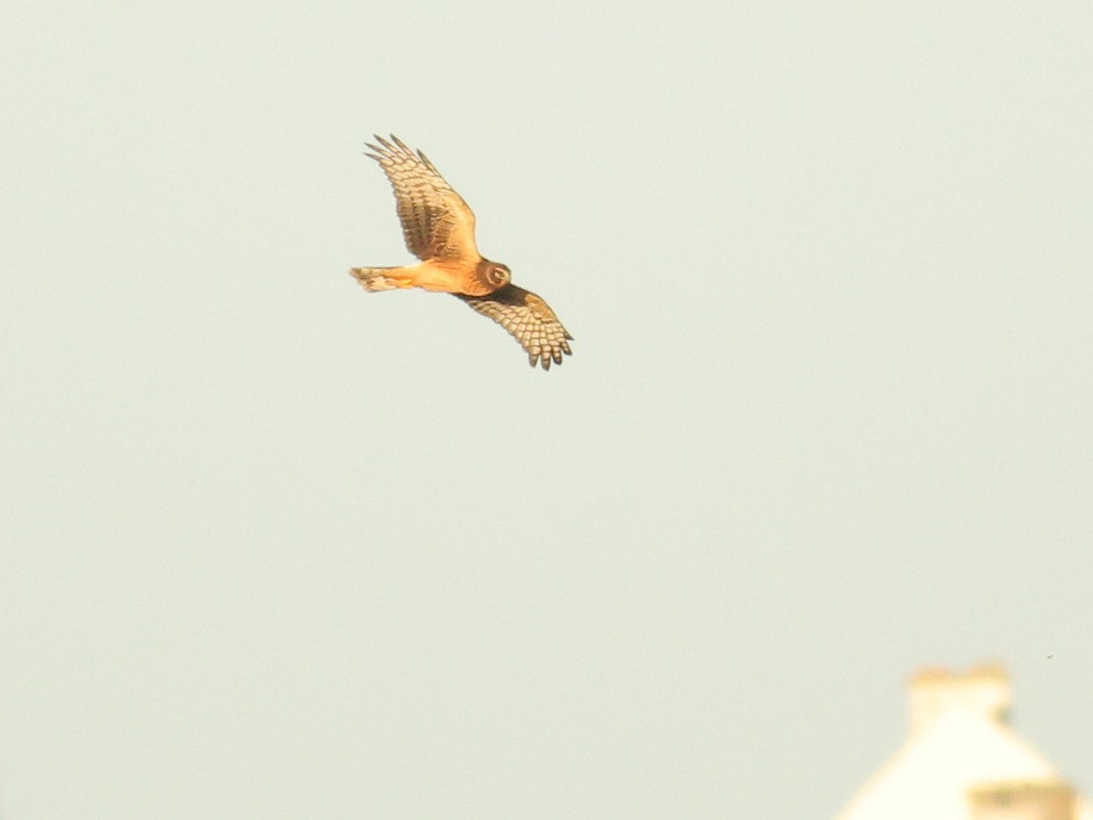 Busard des marais - ML645658501