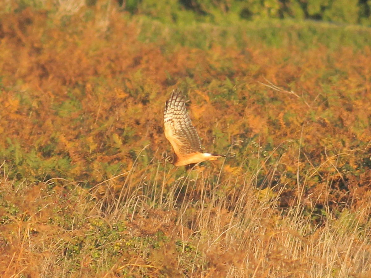 Busard des marais - ML645658502