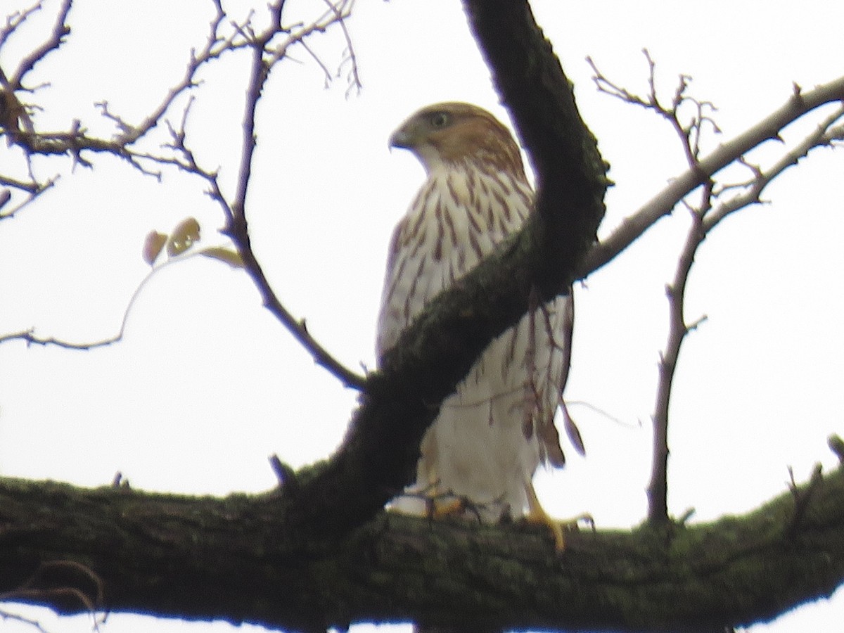 Épervier de Cooper - ML645658503