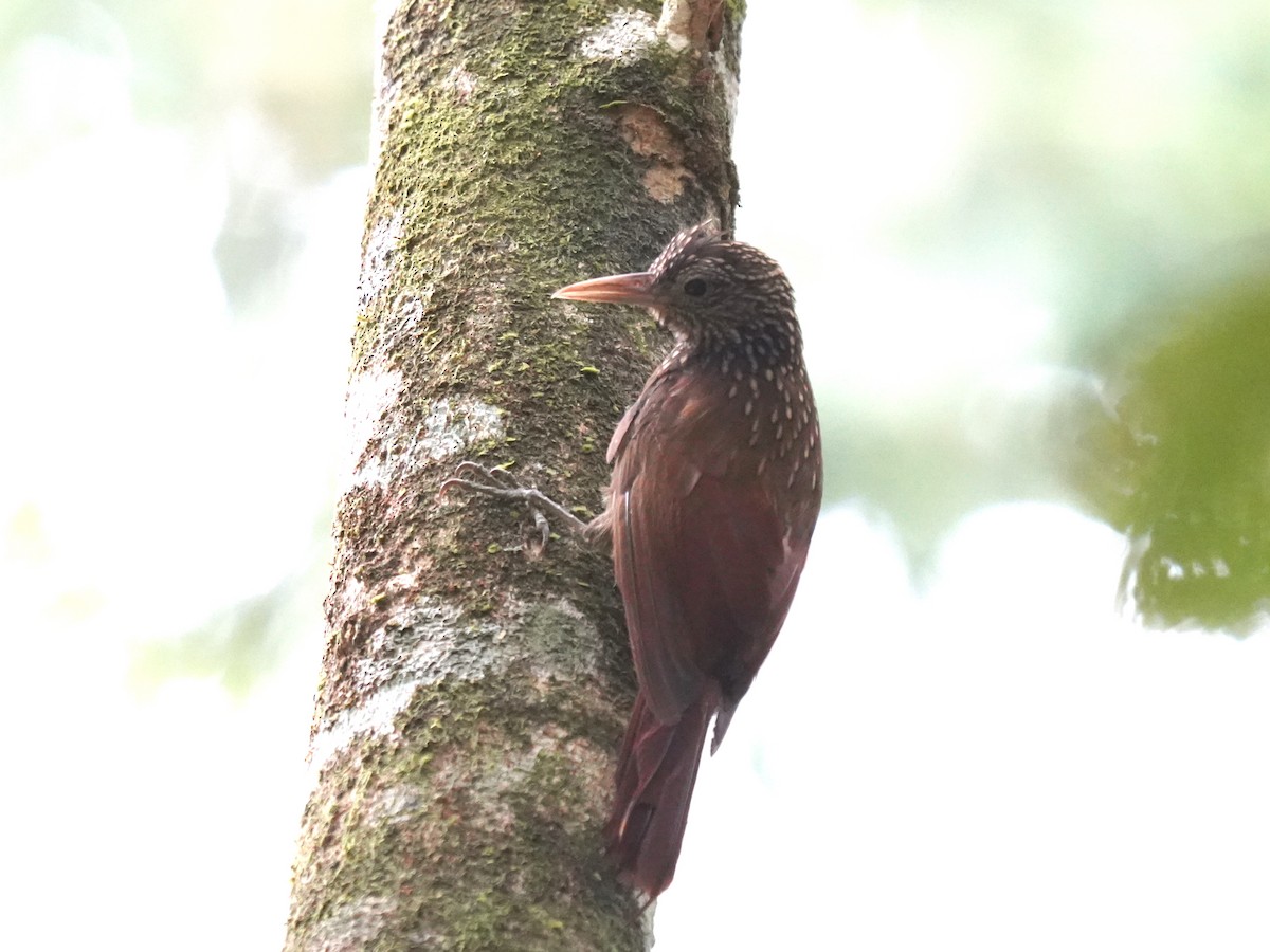 Grimpar strié - ML645658504