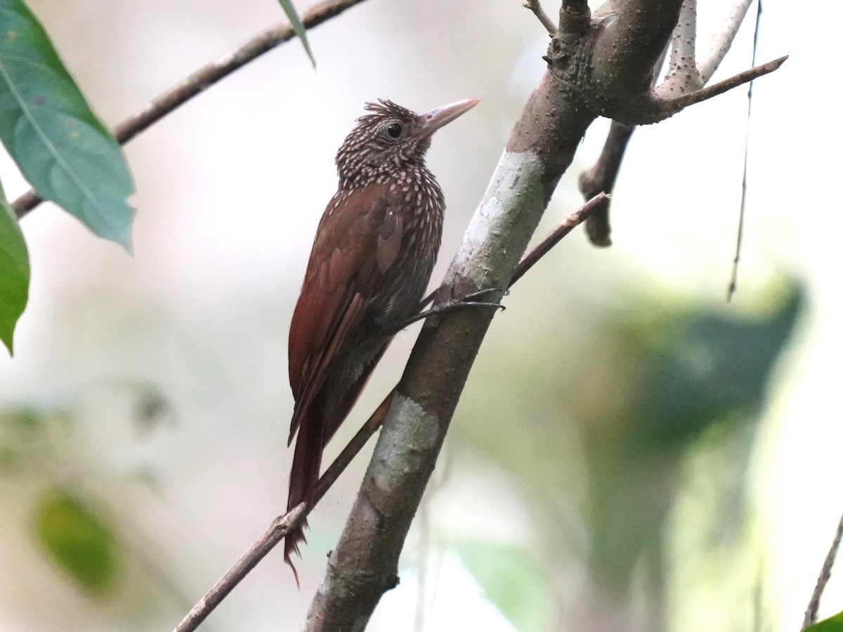 Grimpar strié - ML645658505