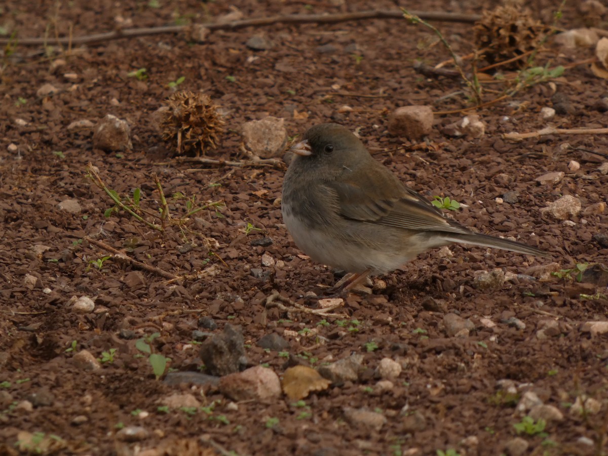 Junco ardoisé - ML645658506