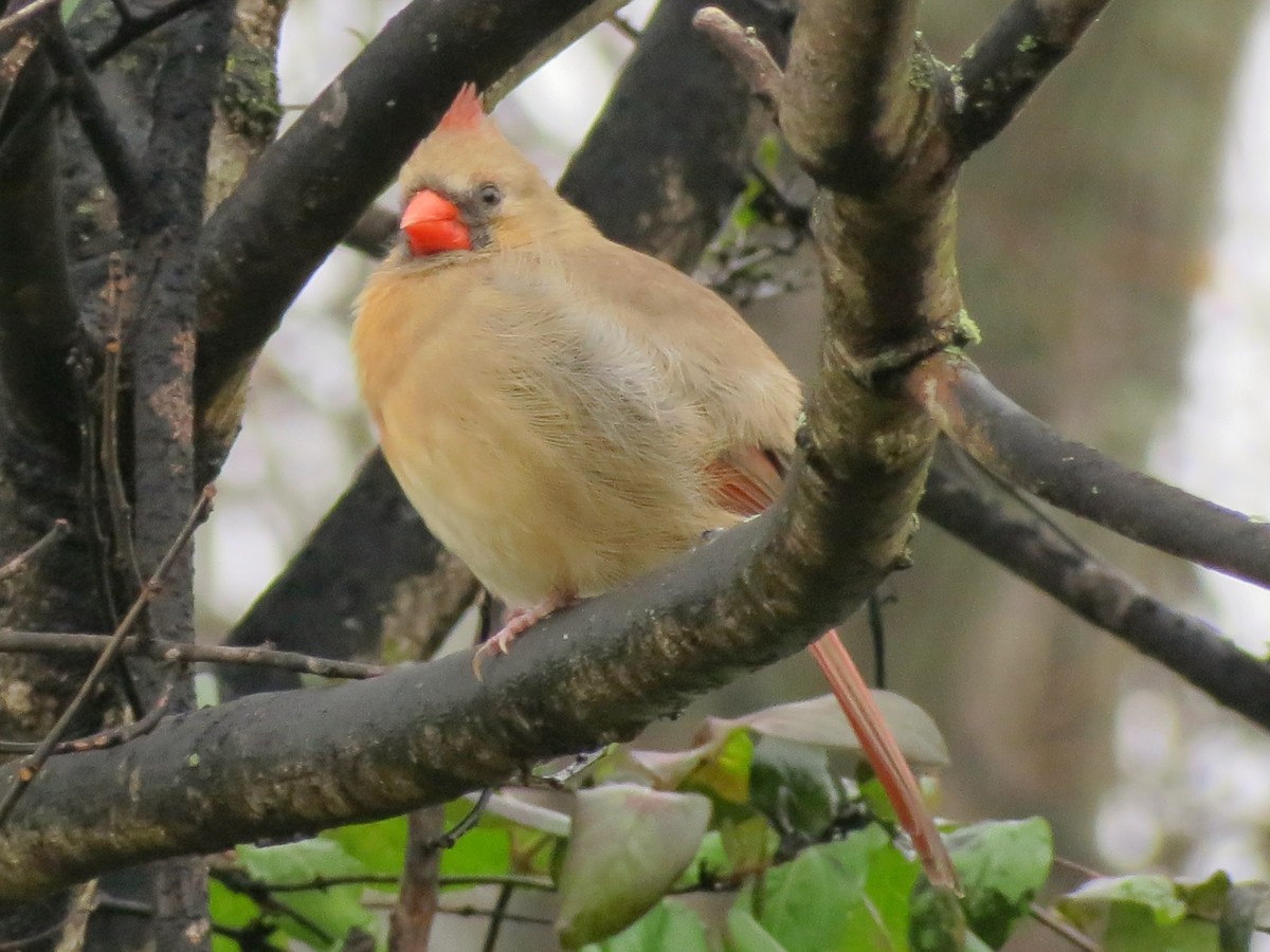 Cardinal rouge - ML645658507