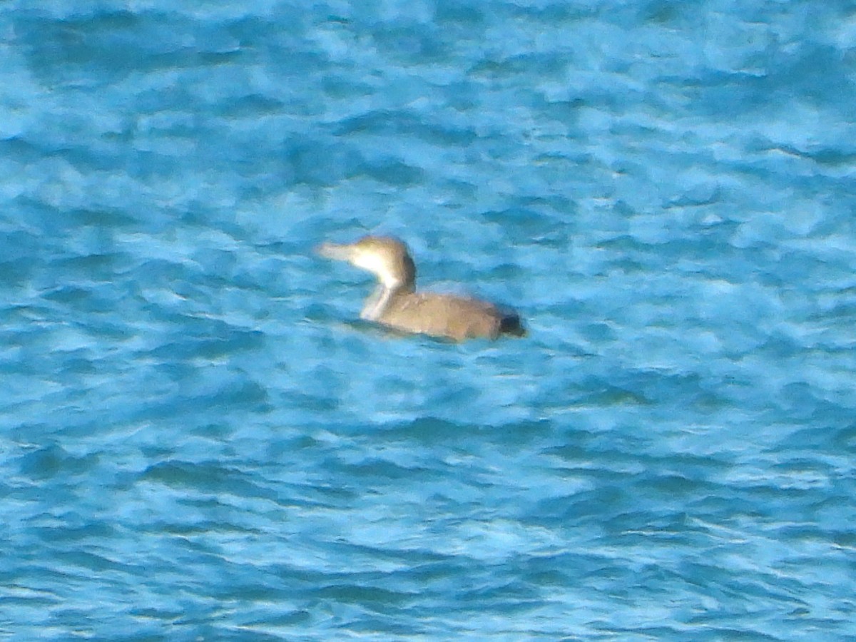 Plongeon huard - ML645658509