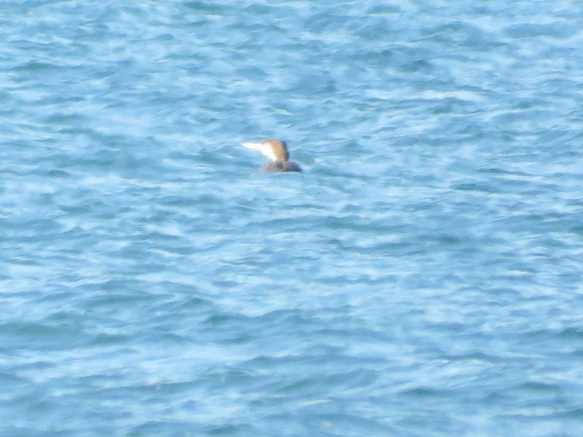 Plongeon huard - ML645658511