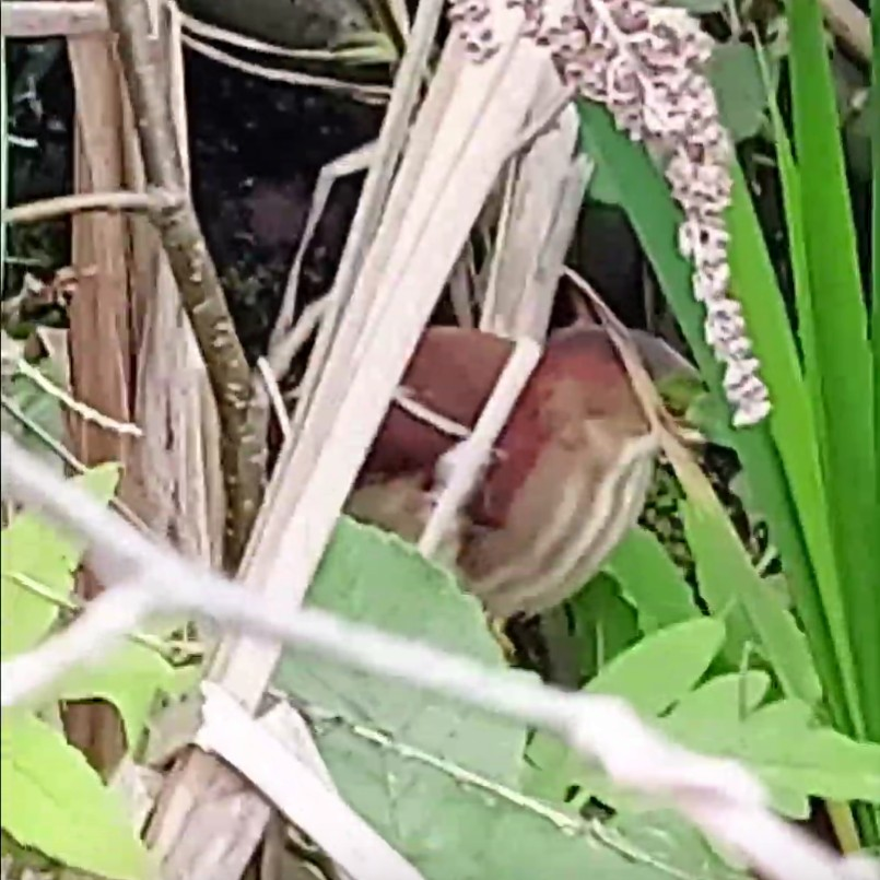 Petit Blongios - ML645658514