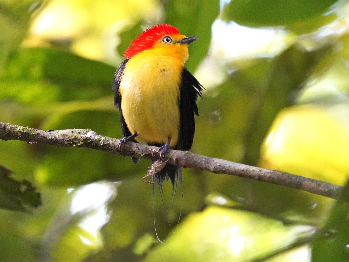 Manakin filifère - ML645658515