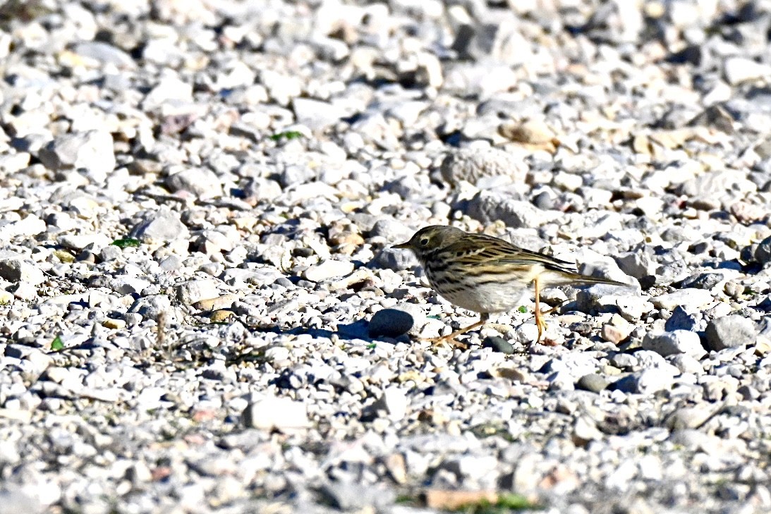 Pipit farlouse - ML645658516