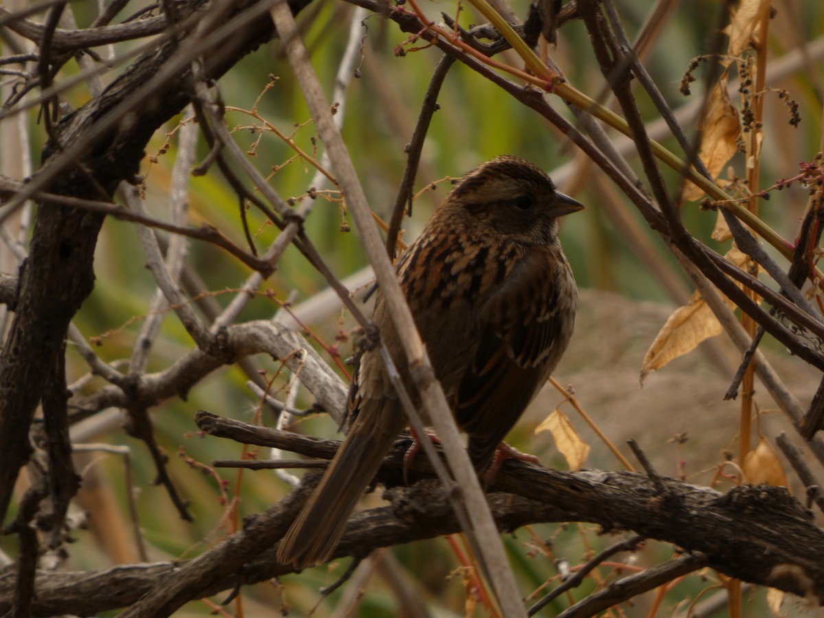 Bruant à gorge blanche - ML645658518