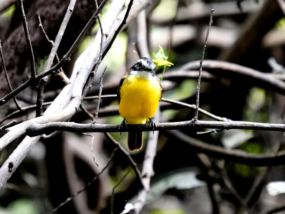 Tyran licteur - ML645658519