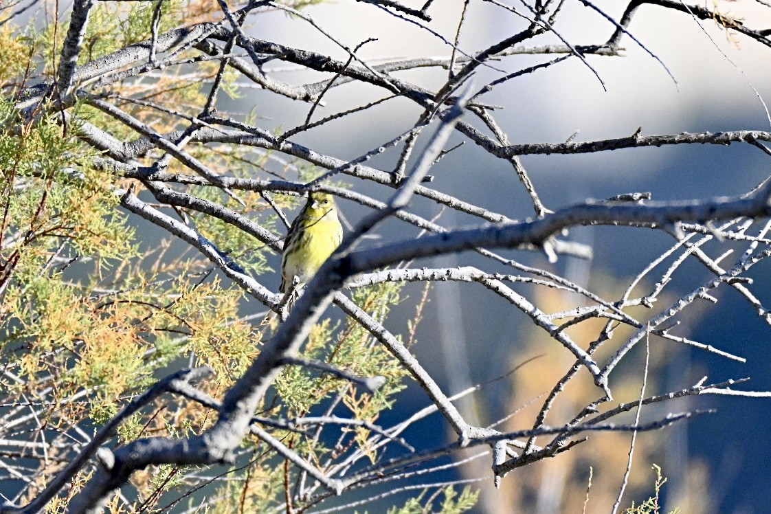 Serin cini - ML645658521