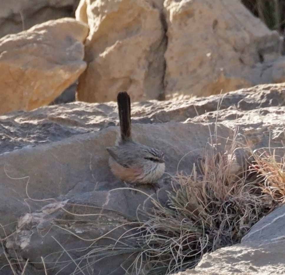 Dromoïque vif-argent - ML645658531