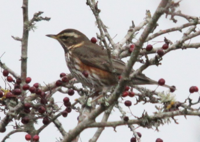 Grive mauvis - ML645658535