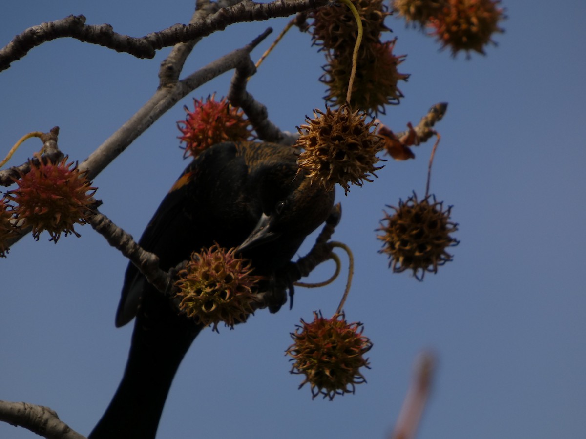 Carouge à épaulettes - ML645658536
