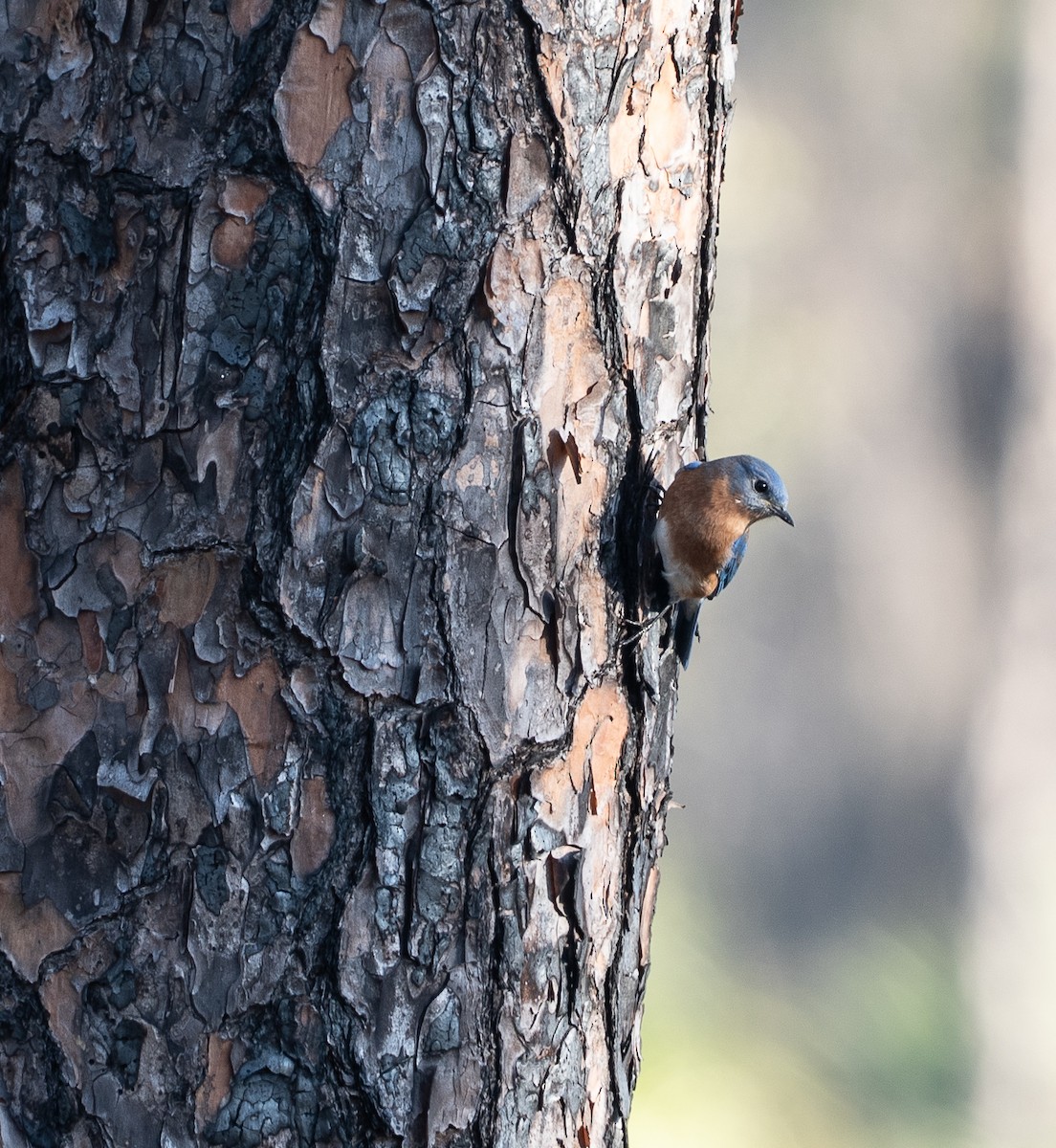 Eastern Bluebird - ML645658537