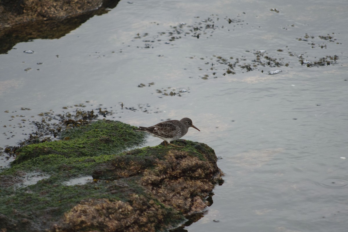 Purple Sandpiper - ML645658540