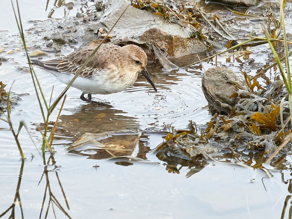 Piovanello pancianera - ML645658541