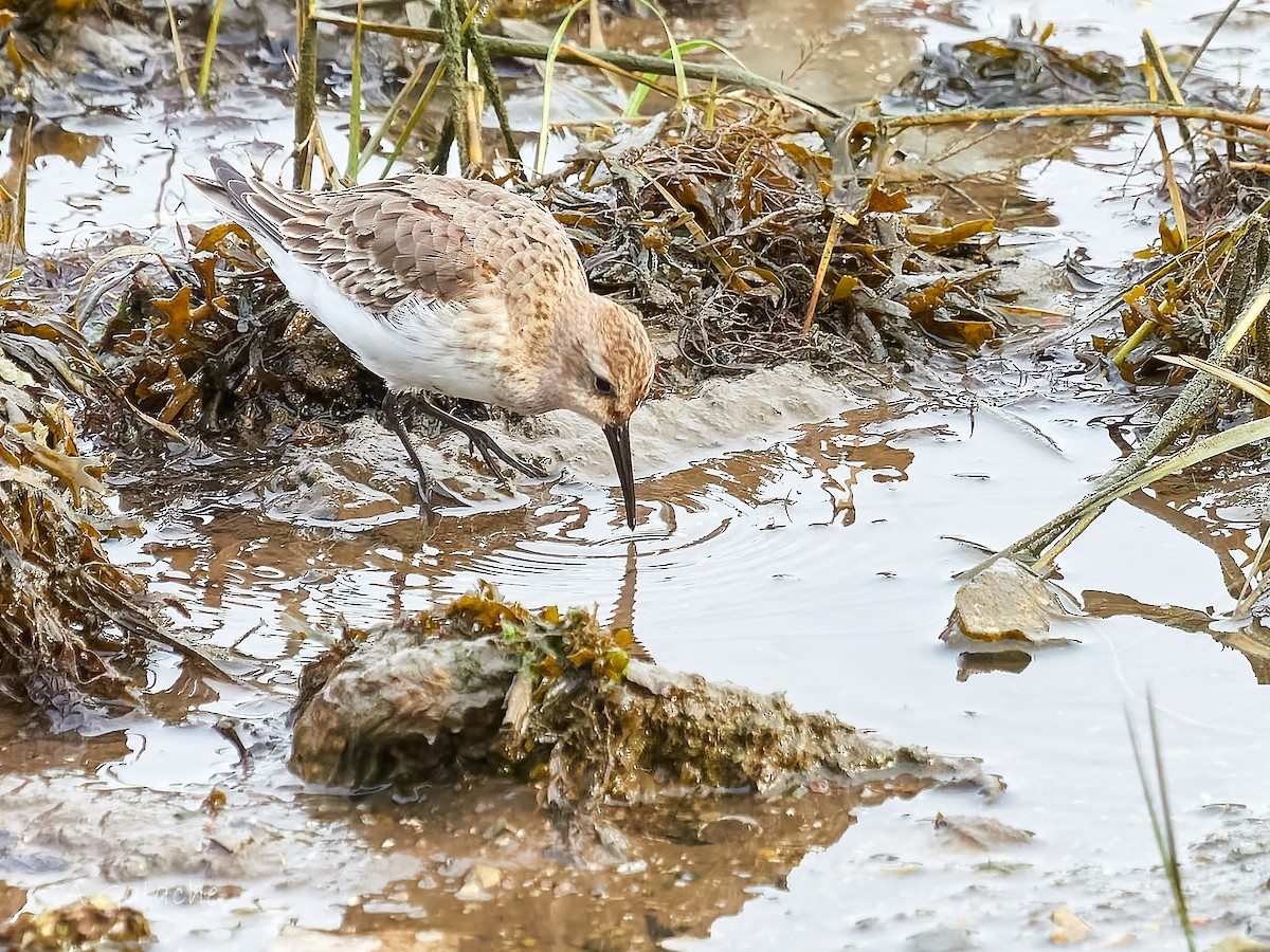 Piovanello pancianera - ML645658542