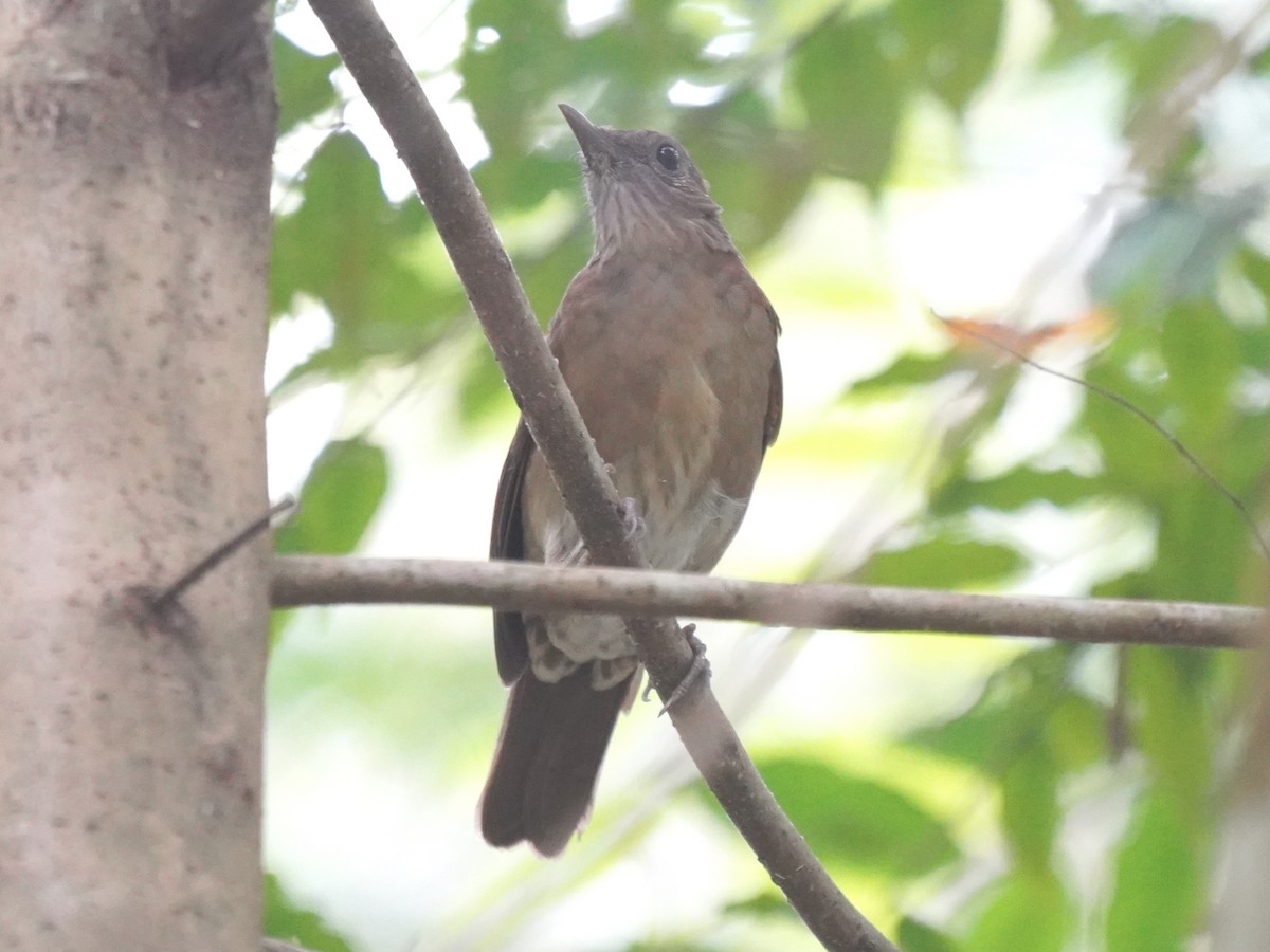 Hauxwell's Thrush - ML645658543