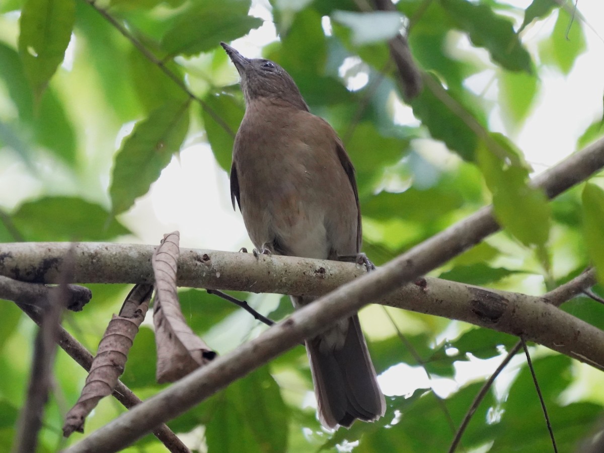 Hauxwell's Thrush - ML645658544