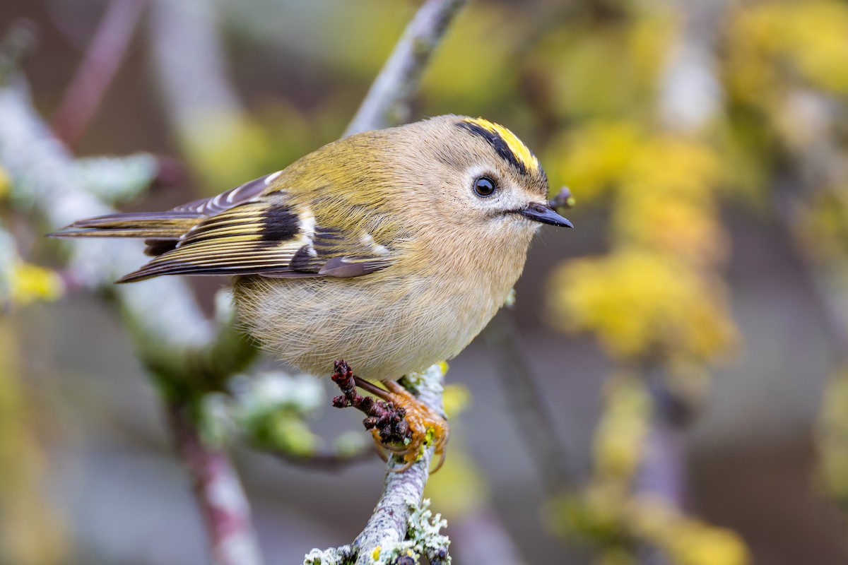Goldcrest - ML645658546