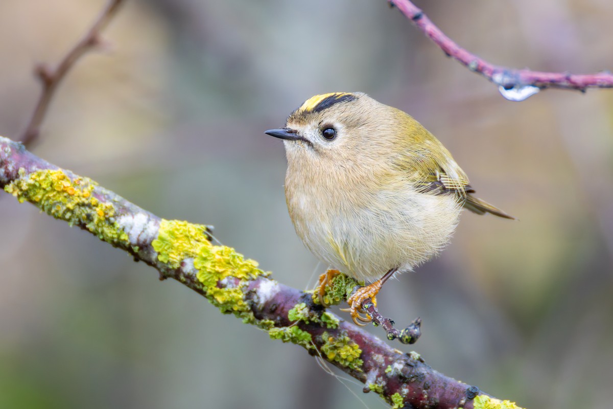 Goldcrest - ML645658547