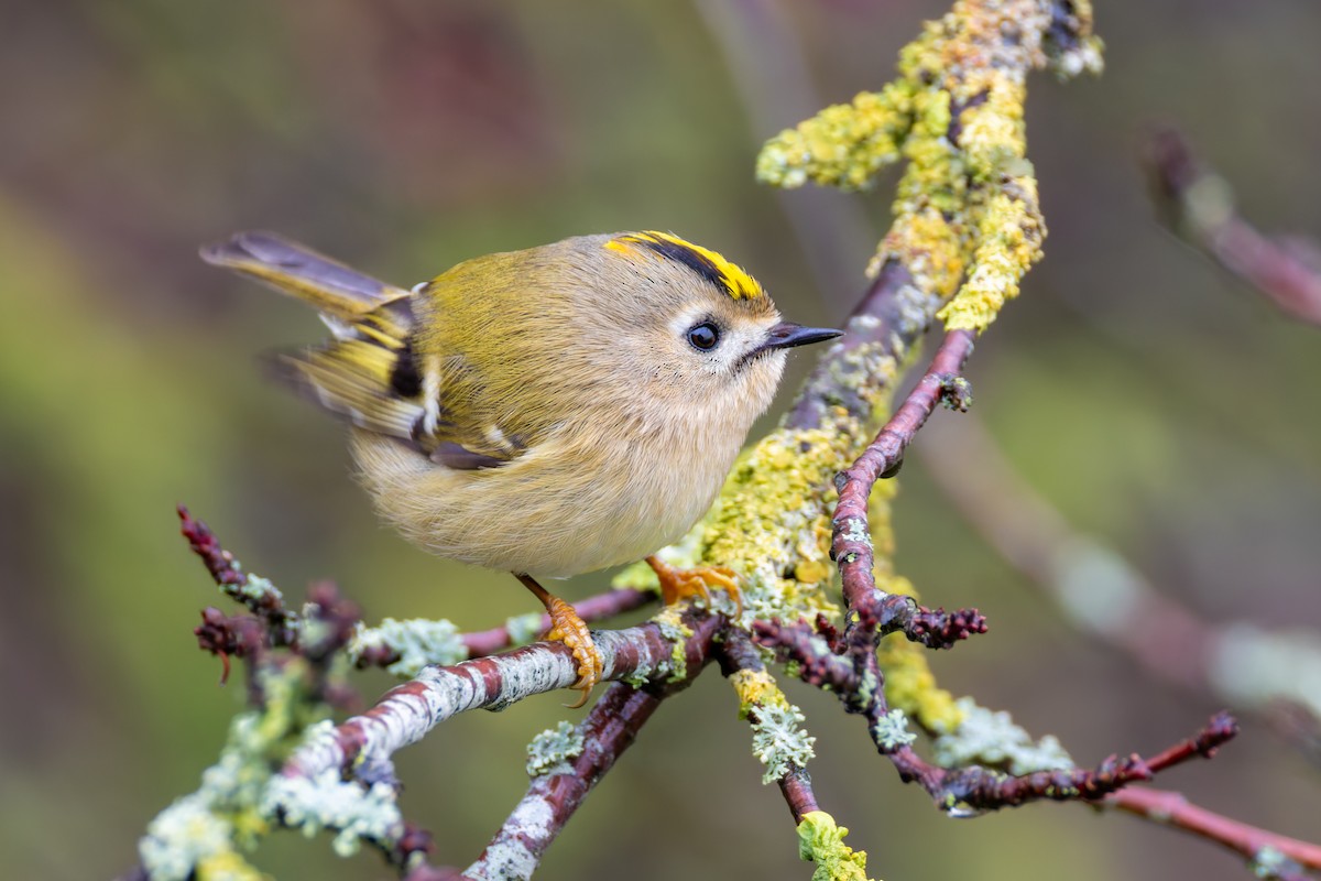 Goldcrest - ML645658548