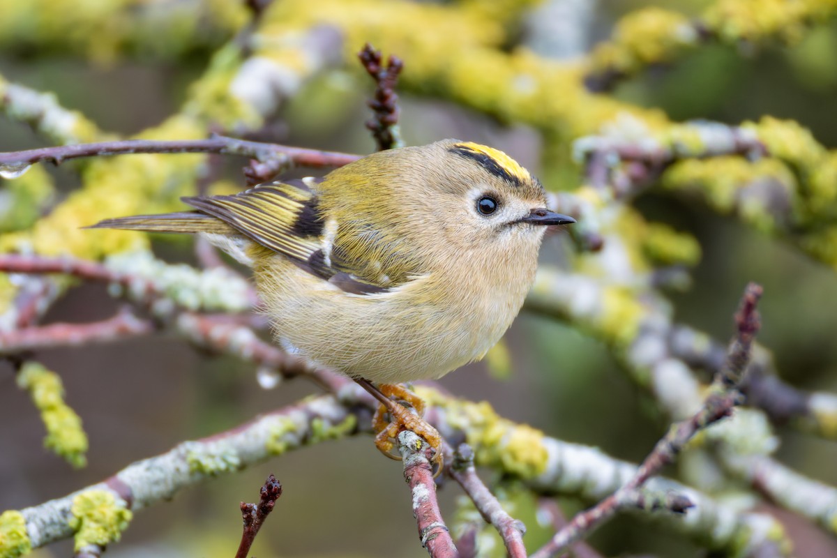 Goldcrest - ML645658549