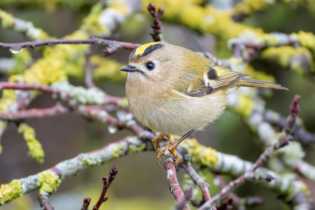 Goldcrest - ML645658550