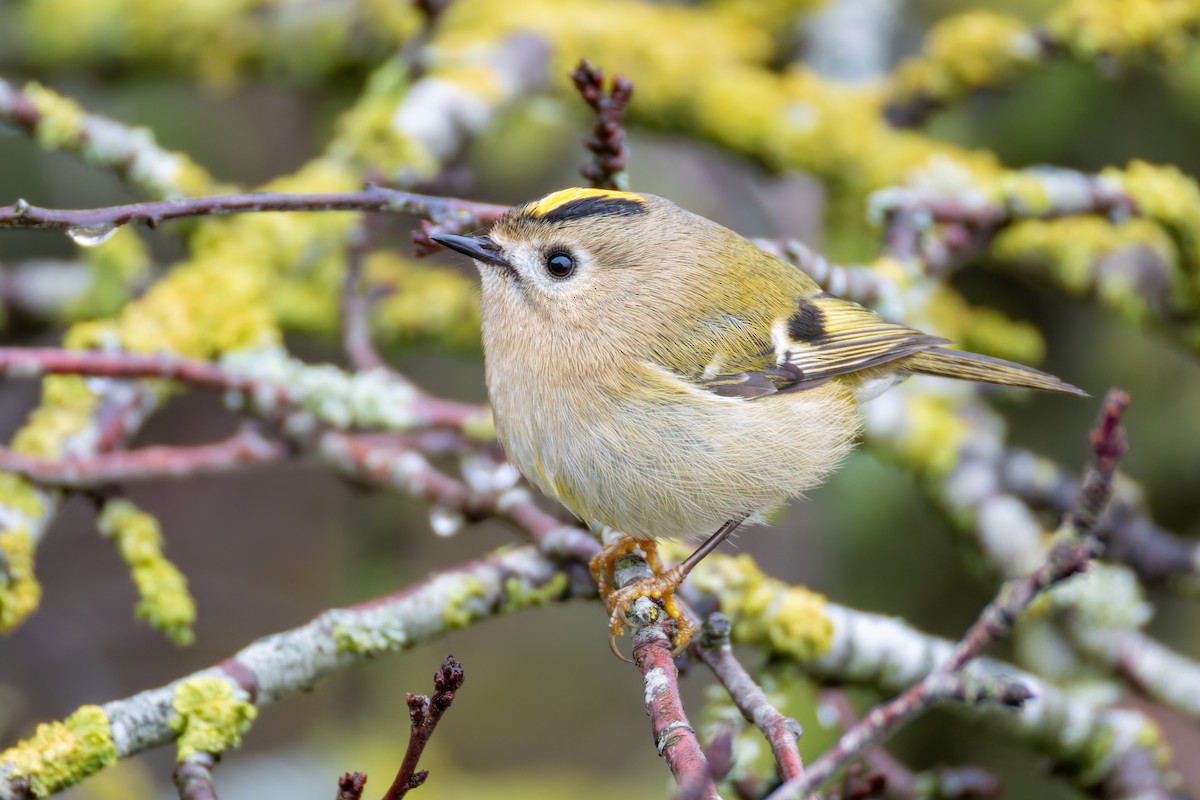Goldcrest - ML645658551