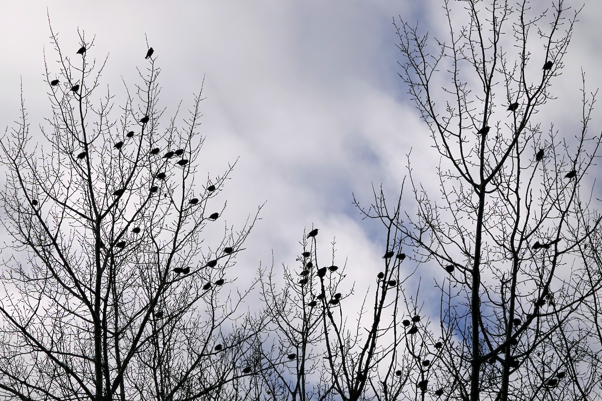 European Starling - ML645658556