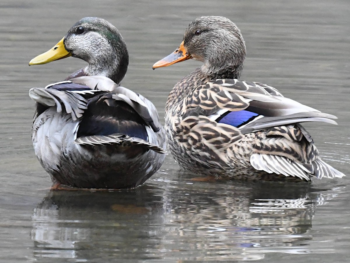 Mallard - ML645658567