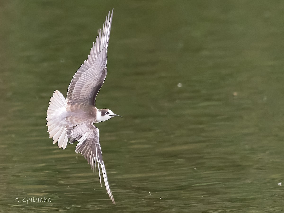 Mignattino comune - ML645658571