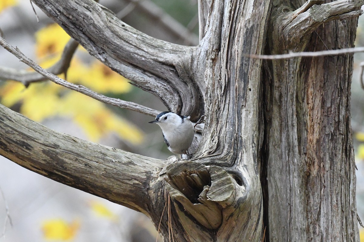 White-breasted Nuthatch - ML645658573