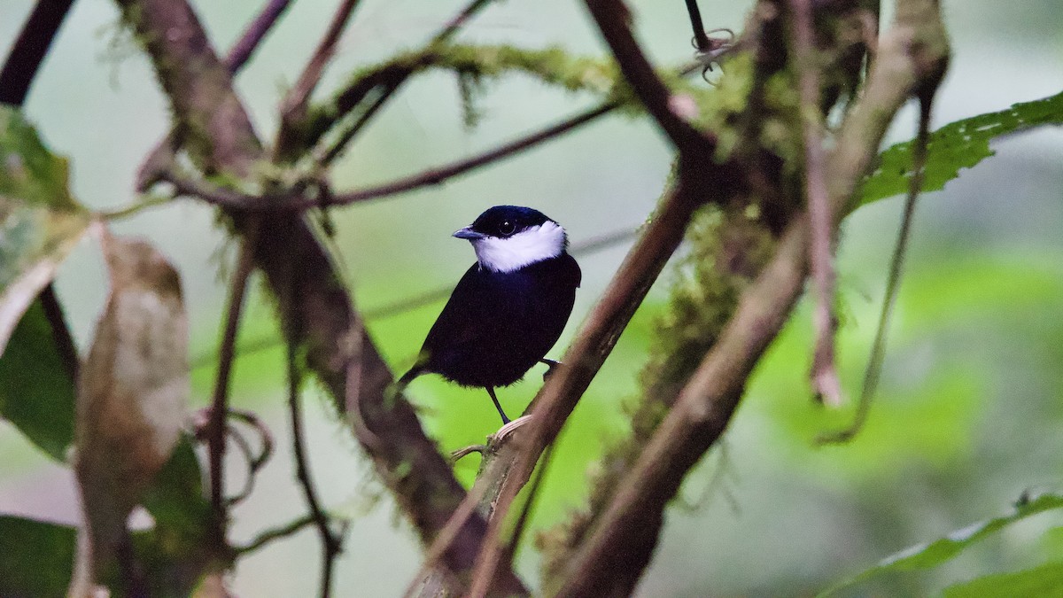 White-ruffed Manakin - ML645658577