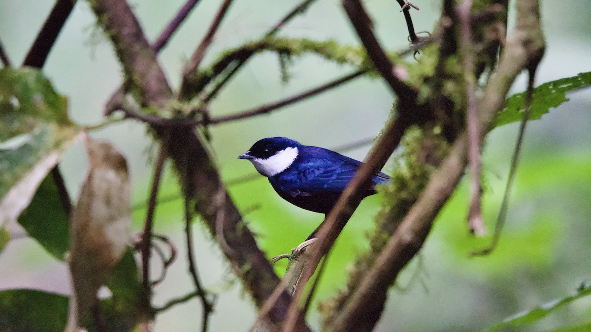 White-ruffed Manakin - ML645658578